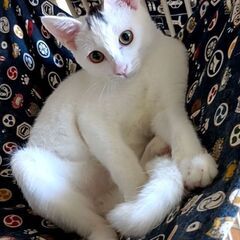 キジトラ⭐子猫　10ヶ月 - 品川区