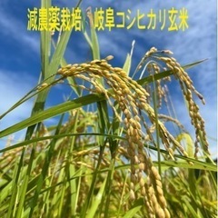 ③令和5年度産 減農薬栽培🌾コシヒカリ玄米❗️  揖斐川産‼️