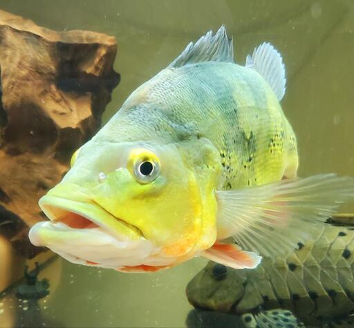 熱帯魚　キクラsp　セミショート　オリコ川産　ワイルド 熱帯魚 キクラsp セミショート オリコ川産 ワイルド