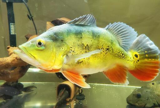 熱帯魚　キクラsp　セミショート　オリコ川産　ワイルド