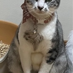 優しい性格の女の子🐱　推定4歳 - 猫