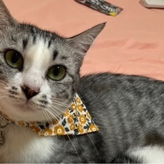 優しい性格の女の子🐱　推定4歳の画像