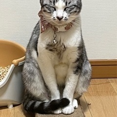 優しい性格の女の子🐱　推定4歳 − 福岡県