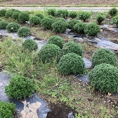 菊玄関先鉢植え用