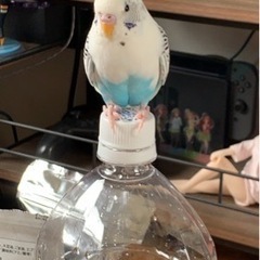 セキセイインコが出て行ってしまいました