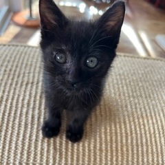 生後1ヶ月半黒猫女の子