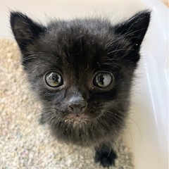 黒ねこちゃん（オス）里親さん募集中