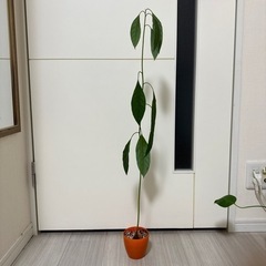 アボカドツリー観葉植物