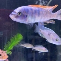 【ネット決済・配送可】Labeotropheus trewava...