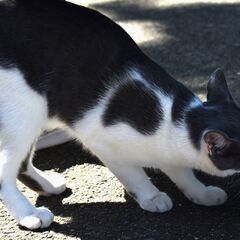 はっちゃん - 猫