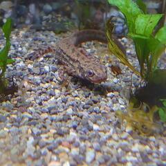 アカハライモリCB色彩変異アダルト20匹ほど