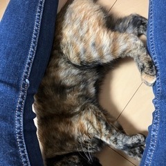 朝はフミフミで起こしてくれる♡サビ猫