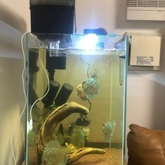 相談中】ディスカス水槽セット 生体&器材一式
