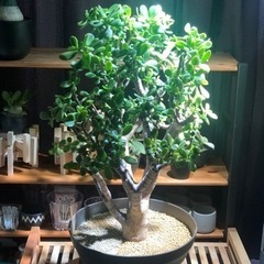 金のなる木　大株