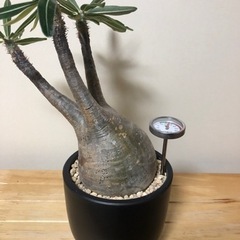 グラキリス　現地球