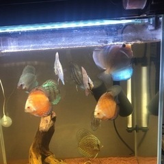 相談中】ディスカス水槽セット 生体&器材一式