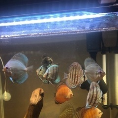 【相談中】ディスカス水槽セット　生体&器材一式 相談中】ディスカス水槽セット 生体&器材一式