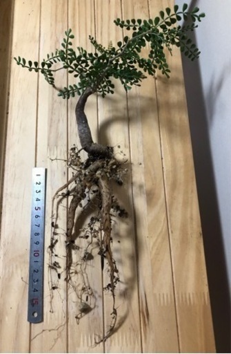 パキプス　パワータンク
