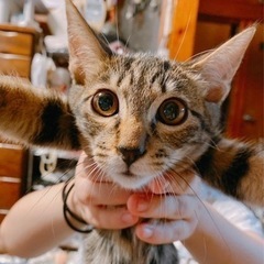 【急募】クーデレ猫・トラちゃんの家族募集中！ − 千葉県
