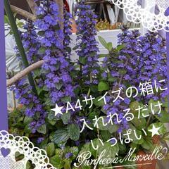 ★紫の可愛い花*☆アジュガ★十二単の鉢★。、*グランドカバーに*...