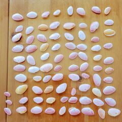 さくらがい　桜貝　さくら貝　２６６枚　おまけ付き
