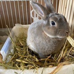 うさぎ、ウサギ、現在生後7ヶ月のミニレッキス。オパールオタ…