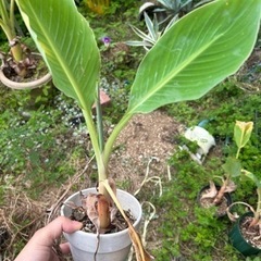 チュウキンレン　観葉植物