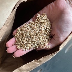 二番米　籾付き　飼料用