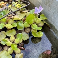 ビオトープ 水草 ホテイアオイ