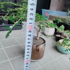 訳ありたのメル便大型Panasonic ビエラ49型液晶ジャンク-【実生株】オペルクリカリア・パキプス