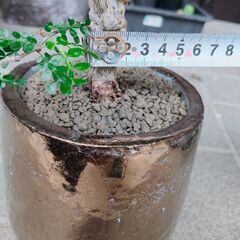 訳ありたのメル便大型Panasonic ビエラ49型液晶ジャンク-【実生株】オペルクリカリア・パキプス