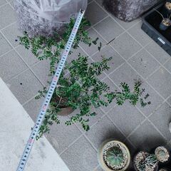 【実生株】オペルクリカリア・パキプス