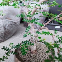 訳ありたのメル便大型Panasonic ビエラ49型液晶ジャンク-【実生株】オペルクリカリア・パキプス