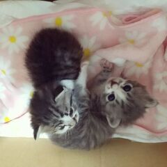 子猫　黒トラちゃん(グレーの子は里親様決まりました！)　生後3週間くらい　女の子　姉妹 − 埼玉県