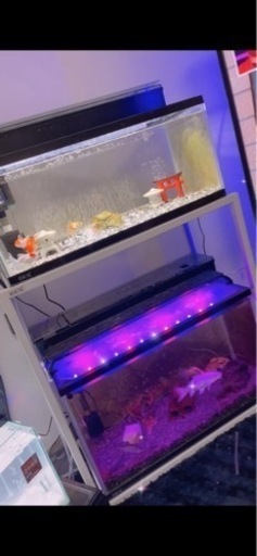 水槽セット