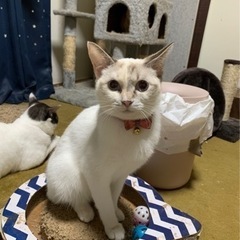 至急成猫の兄妹の里親募集します。出来れば2匹一緒にお願いします。