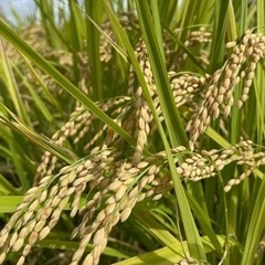 米　玄米🌾🌾京都産「にこまる」　　　              ...