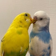 セキセイインコ2羽(決まりました)