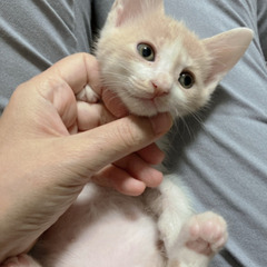 長毛　一ヵ月　ホワイトベージュの可愛い仔猫