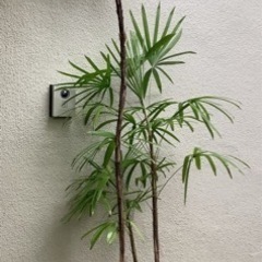 🪴棕櫚竹(シュロチク)観葉植物6 　3本立ち　新芽1