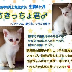 ☆里親決定☆【生後2ヶ月の保護子猫／さきっちょ君♂】推定8月3日生まれ の画像