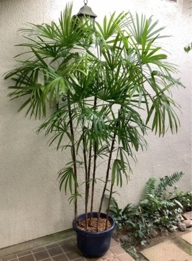 棕櫚竹(シュロチク)観葉植物7  6本立ち