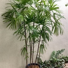 🪴棕櫚竹(シュロチク)観葉植物7  6本立ち　
