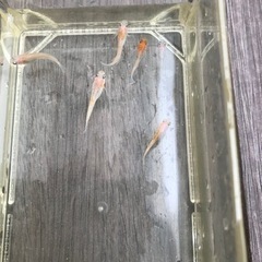 取り引き中　　　　　🌸華つばさ幼魚5匹セット🌸