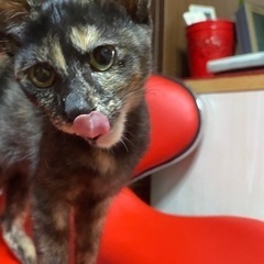 ❤️トーティシェルキャット❤️べっ甲猫❤️