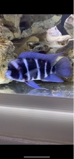 #アフリカンシクリッド  フロントーサ12㎝　写真個体販売　熱帯魚　水槽