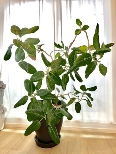 観葉植物 フィカス・ベンガレンシス鉢植え