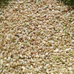 家畜　鳥の餌に　ヒノヒカリ　減農薬　くず米　20キロ　