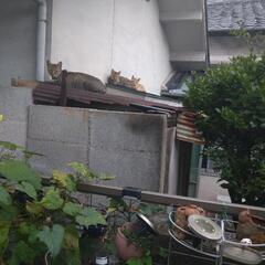 野良猫  屋内5匹　野外7匹程 募集中 − 兵庫県
