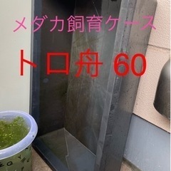 トロ舟60 メダカ 金魚 錦鯉 ビオトープ